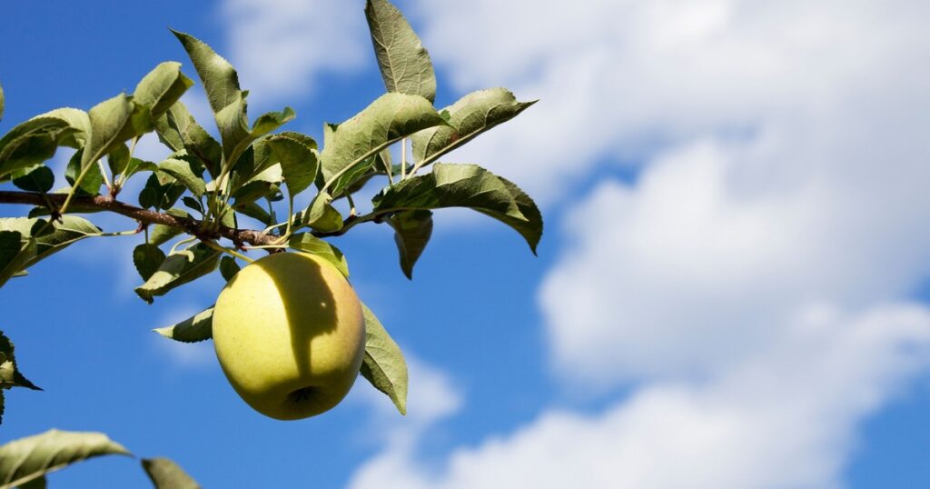 La inteligencia de Apple podría plantear riesgos de seguridad para los dispositivos