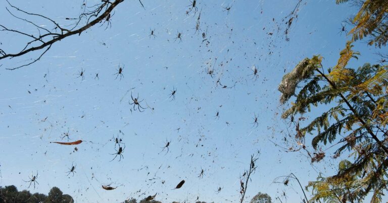 RansomHub agrega Scattered Spider a su comunidad RaaS